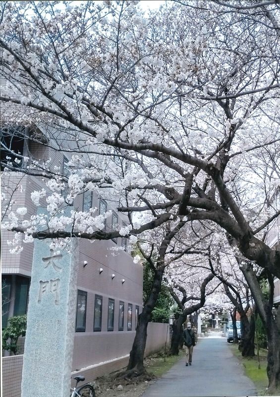 「金蔵寺 参道 桜木門」